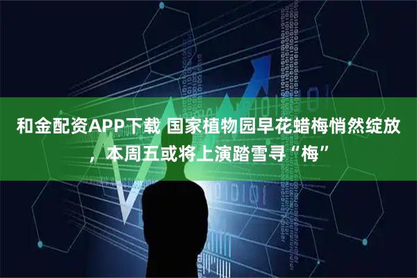 和金配资APP下载 国家植物园早花蜡梅悄然绽放，本周五或将上演踏雪寻“梅”